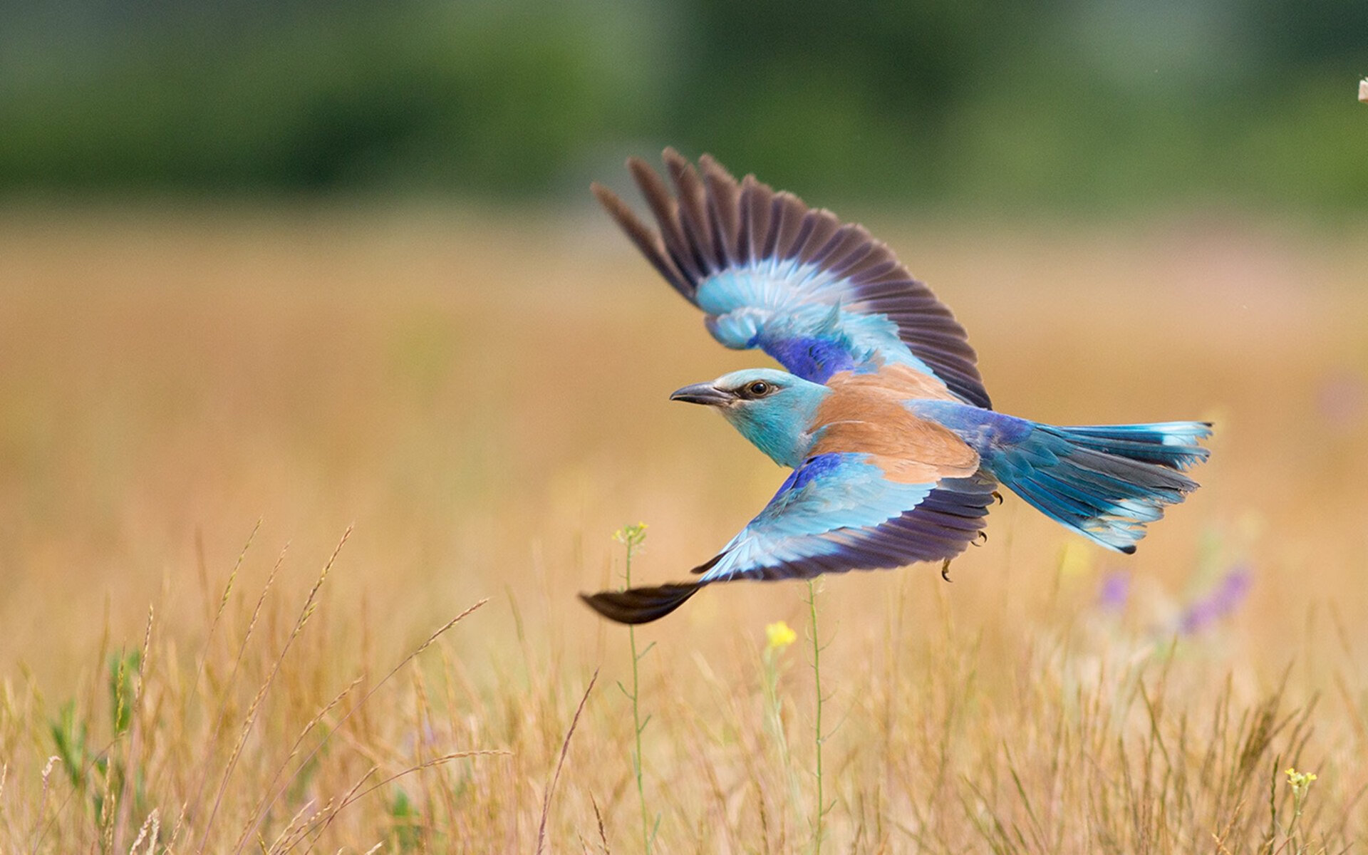 凯尔特人战术体系完美压制老鹰,布克化身关键先生锁定胜局