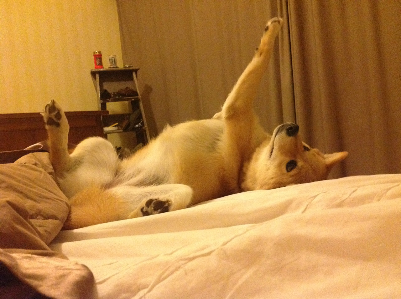 哈利伯顿点燃中美篮球对话,吉林男篮挑战NBA的勇气之夜