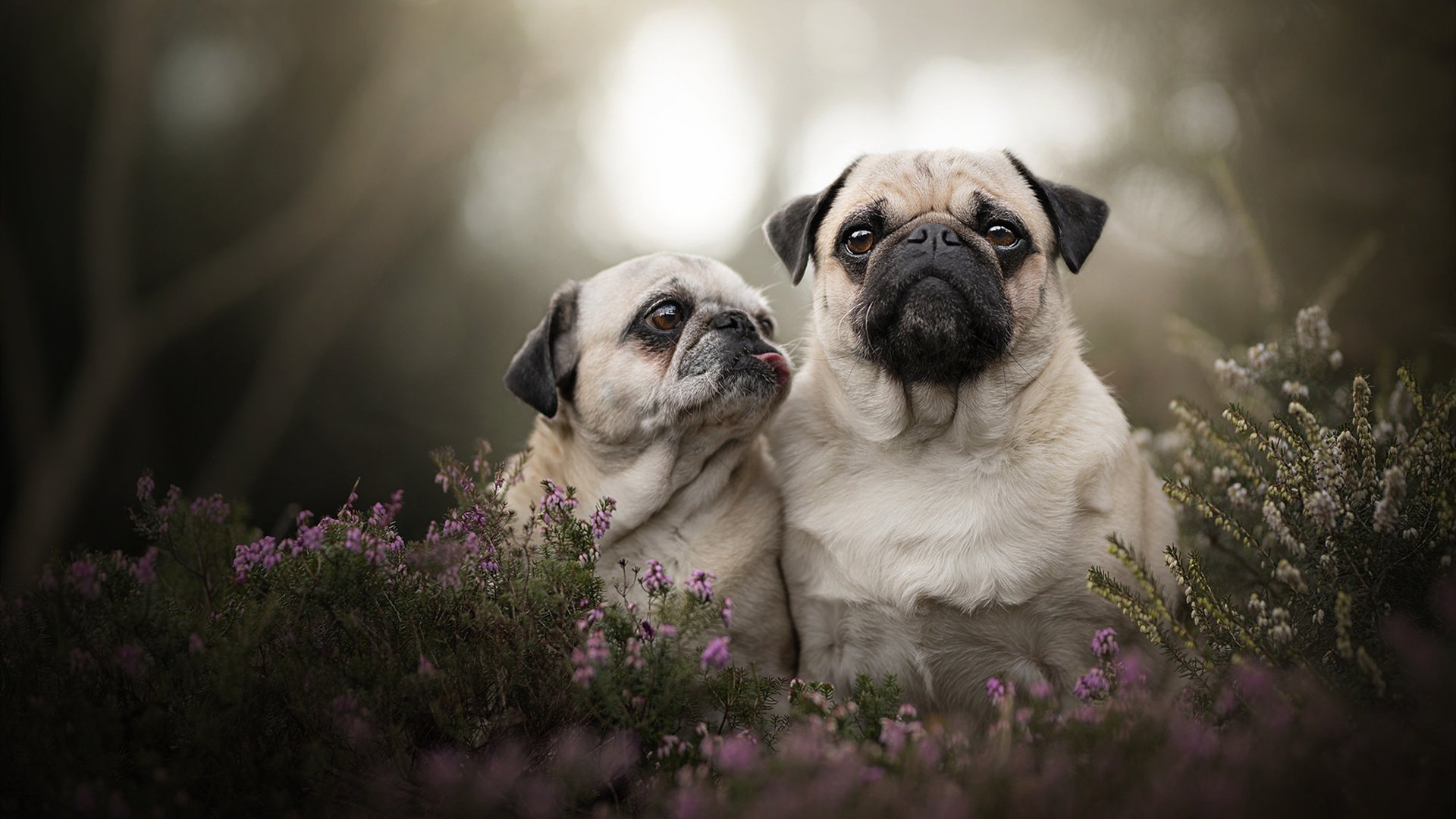 哈利伯顿点燃中美篮球对话,吉林男篮挑战NBA的勇气之夜