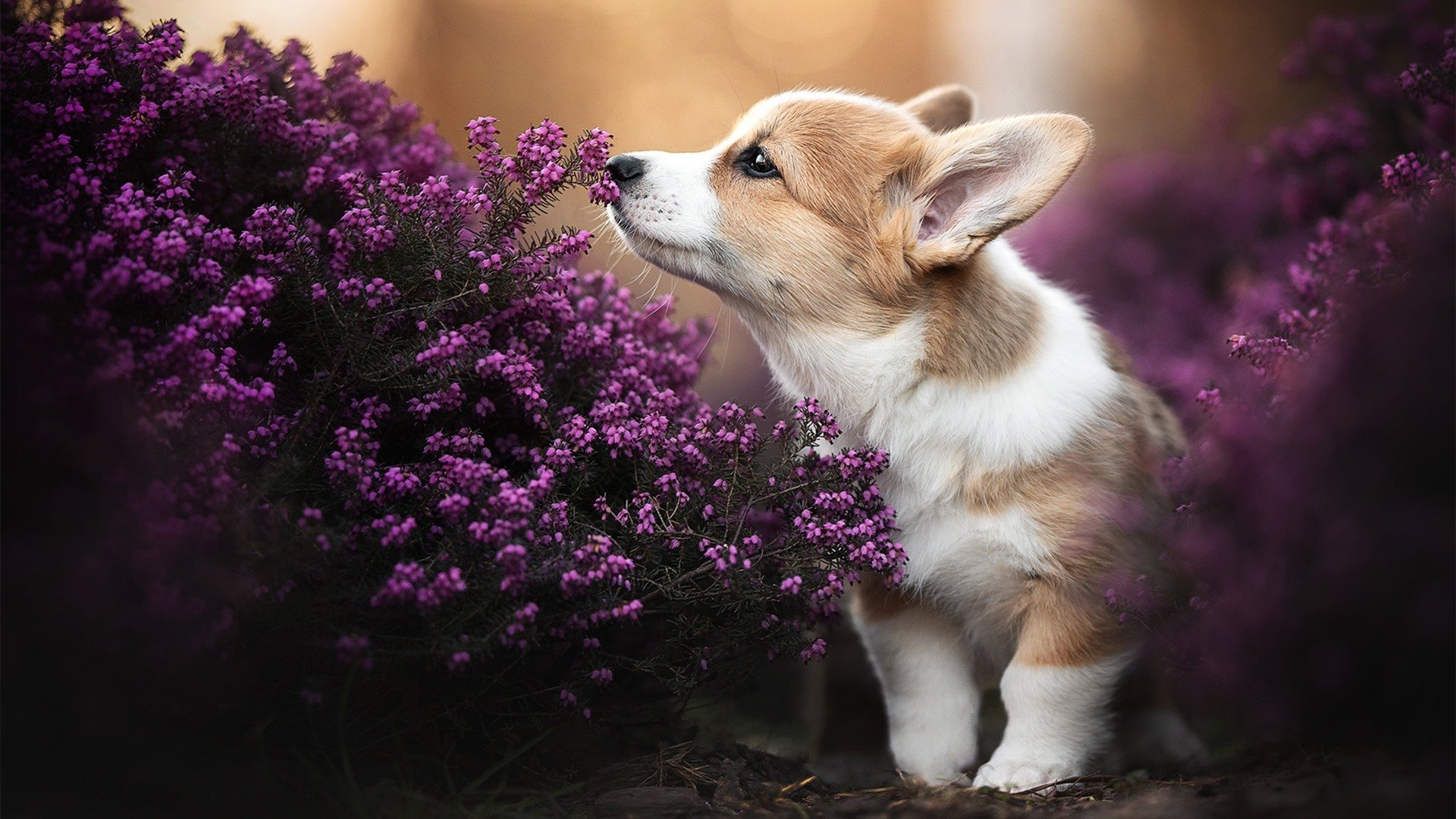 轮胎印与三分线,当哈登在F1街道赛接管比赛,山西队正在隔空收割篮网