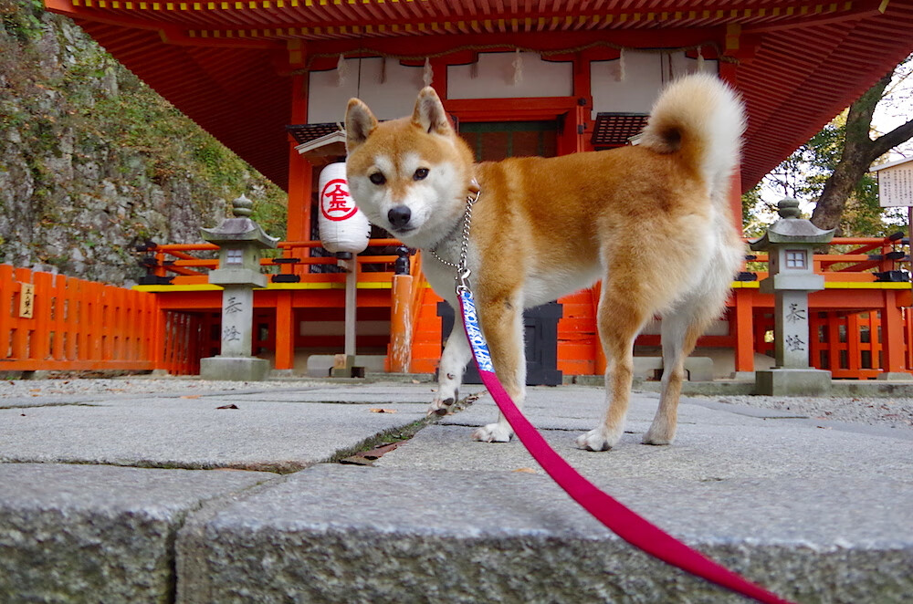 拉梅洛神勇主宰难救主,76人加时鏖战力克猛龙