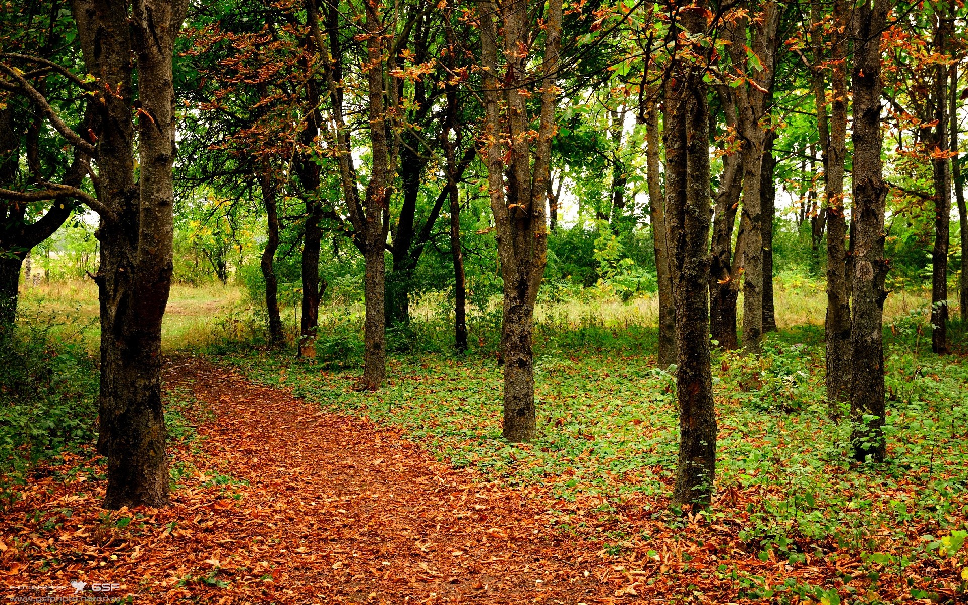 团队意志与天神降临,当冰岛的雷神之锤撞上伊布的上帝之手